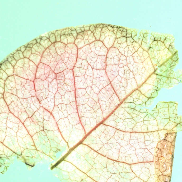 Brig Painting - Feuille - Leaf