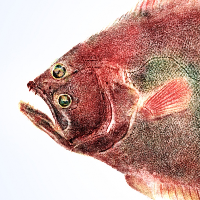 Brig Painting - Océan - Ocean - Gyotaku - Carrelet